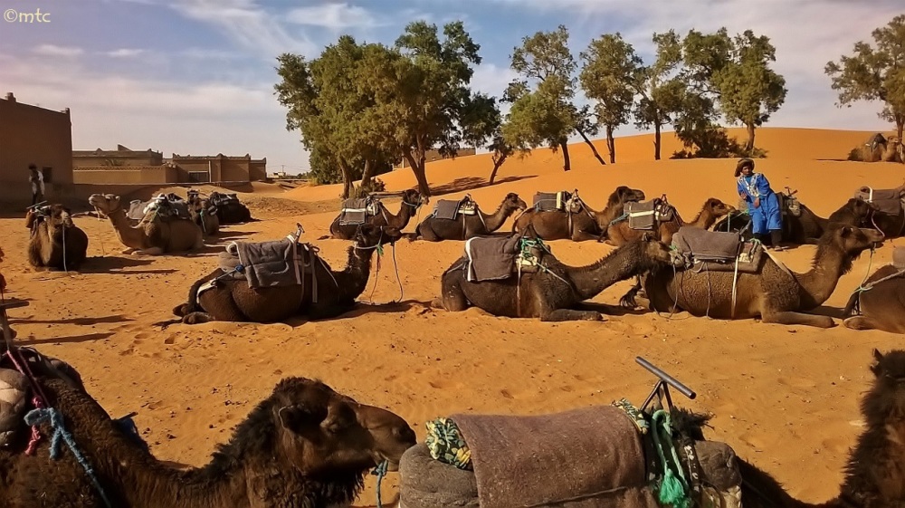 Before a strenuous camel ride.