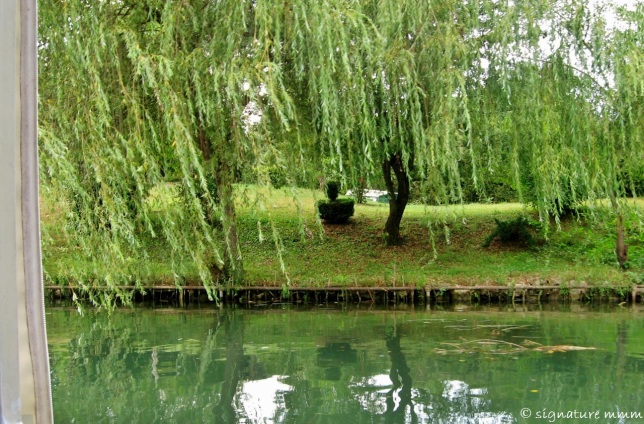 Love these willows.